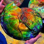 ammolite